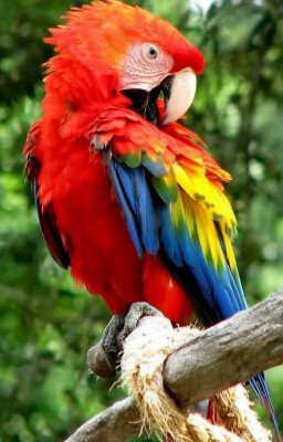 loro detenido brasil.JPG