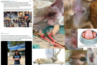 Perros castrados.jpg