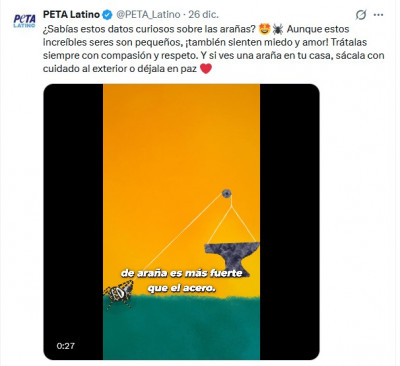 peta y las arañas domésticas.jpg