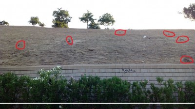 conejos el paraíso del cazador.jpg