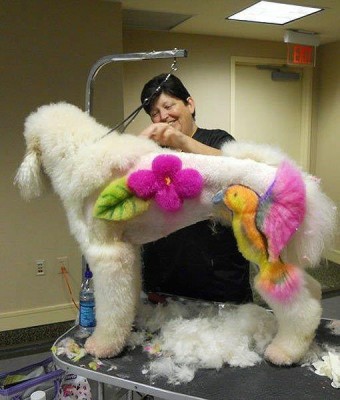 1 peluqueria canina.jpg