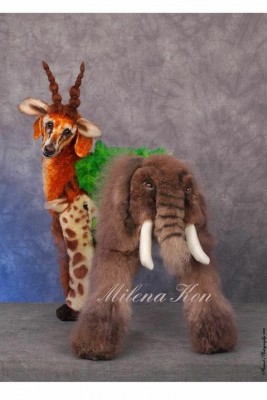 9 peluqueria canina.jpg