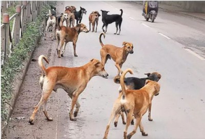 perros abandonados.JPG