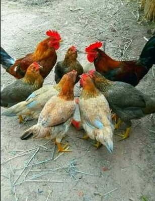 cuántos gallos necesita un corral.jpg