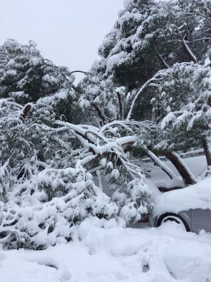 Madrid Nevada calle arboles vehiculo.jpg