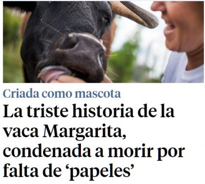 la vaca margarita.JPG