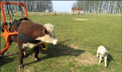 Vacas en silla de ruedas.JPG