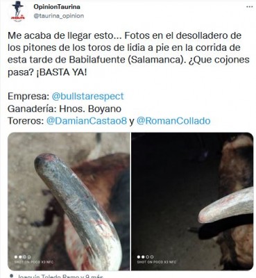 Afeitado toros Babilafuente.JPG