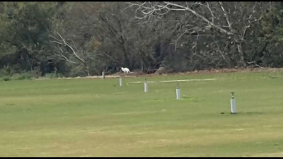 Felino seprona busca.jpg