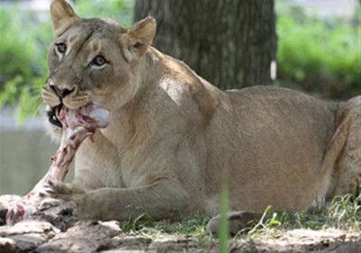 13 almuerzo de la leona.jpg