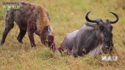 Hienas se comen a un búfalo vivo.jpg