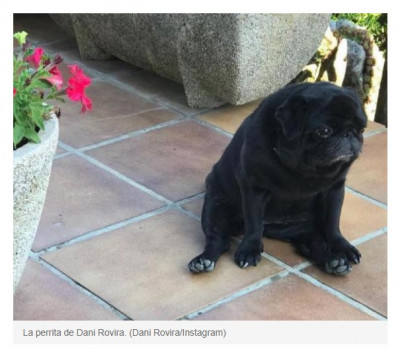 Dani Rovira Perra carlino raza.jpg