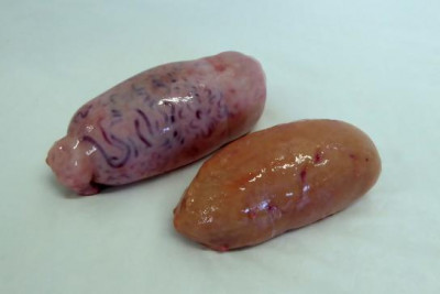 Criadillas de toro.jpg