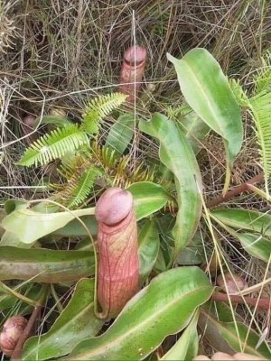planta en forma de pene follar.jpg