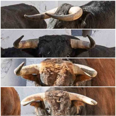 lidiados en castellón 2024.jpeg