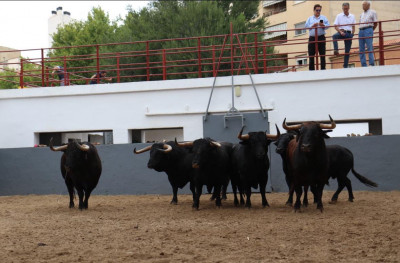 Albacete Toros hoy domingo.jpg