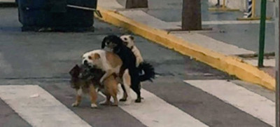 Un san valentín del fin del mundo canino.jpg