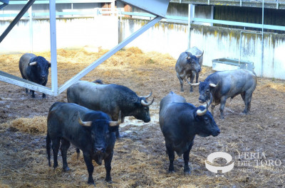 Los toros de José Escolar en corrales.jpg