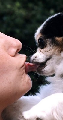 perro besar amo.jpg