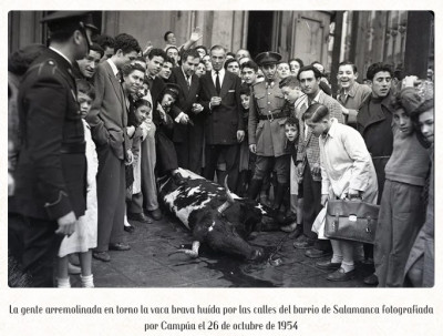 Vaca brava en el barrio de Salamanca foto Campúa.jpg