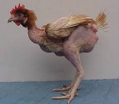 Gallo desplumado gallo de pelea.jpg