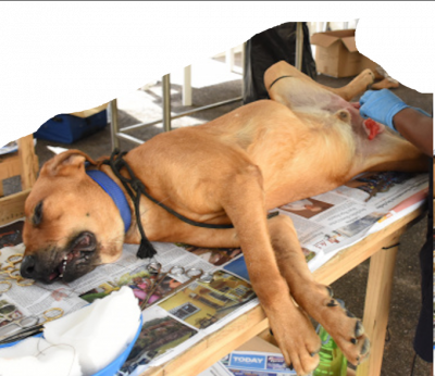 Castrar mascotas.png