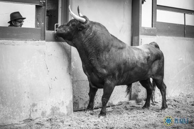 02 Fotografía Plaza 1 Novillo a un día de hacerse toro.jpg