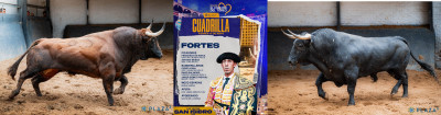Fortes y sus dos toros de El Torero.jpg