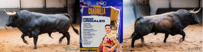 Urdiales toros de El Torero Nº 4, Buscón, 1º de la tarde y Nº 12, Batallador.jpg