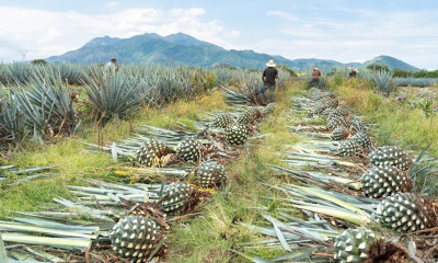 Producción de ágave para Tequila en Jalisco.jpeg