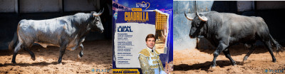 Juan Leal Las Ventas Nº 41, “Jabalino”,  segundo de la tarde. Nº 28, “Aposentado”,.jpg