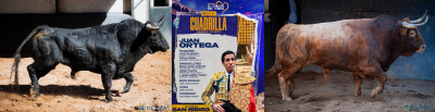 Juan Ortega Nº 49, “Gañanito”,  segundo de la tarde. Nº 49, “Geniecito”, quinto.jpg