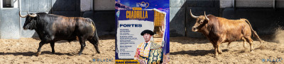 Lote de Fortes. Nº 90, “Cara-Fea”,  1º la tarde. Nº 245, “Flauta”, 4º.jpg