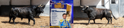 Lote de David de Miranda. Nº 185, “Heredero”,  segundo de la tarde. Nº 13, “Coplitero”, quinto de la tarde.jpg
