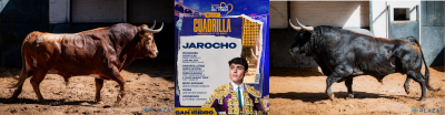 Toros para Jaraocho Nº 60, “Dulce”, tercero de la tarde. Nº 41, “Hurón”, sexto.png