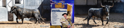Toros de Manuel Escribano. Nº 50, “Mentiroso”, segundo de la tarde. Nº 52, “Malagueño”, cuarto de la tarde..jpg