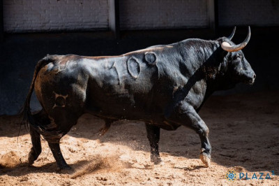 Borja Jiménez Nº 109, “Capuchón”,  primero de la tarde de Domingo Hernández..jpg