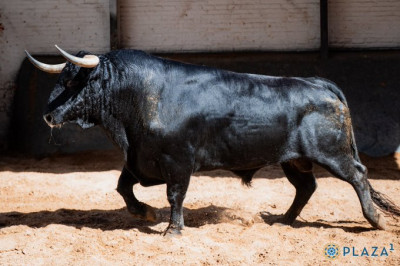Nº 185, “Soleares”,  cuarto de la tarde de Toros de Cortés..jpg