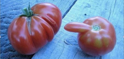 El tomate y el sexo.jpg
