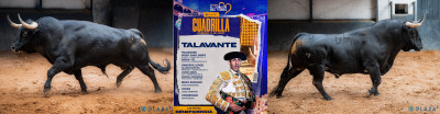 Toros de Talavante. Nº 125, “Comunero”,  primero de la tarde. Nº 64, “Encaminado”, cuarto.jpg