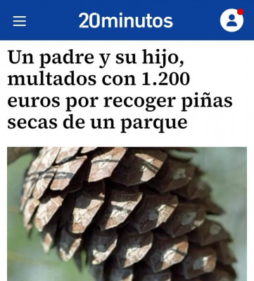 Zamora Multa por coger piñas secas de un parque.jpg