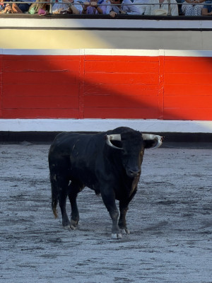 el toro de los cuernos postizos.jpg