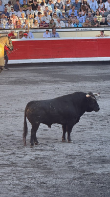 bilbao toro que perdió sus cuernos el 3.jpg
