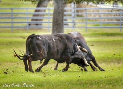 15 JUN Lucha en la dehesa Autor Juan Carlos Maestre.jpg