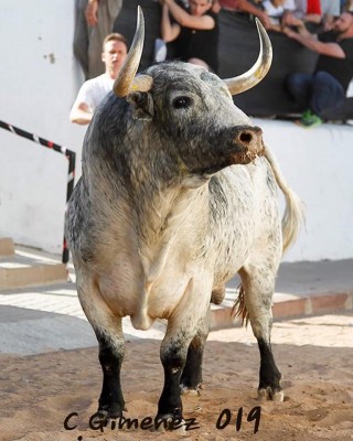 En Vall d Uixo toro de Montes de Oca foto de Carlos Gimenez Pedrosa.jpg