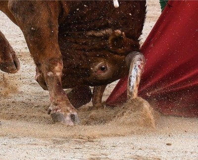 26 JUN Humilla el toro surcos cuernos.jpg