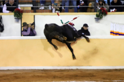 El toro persigue a Ferrera.jpg