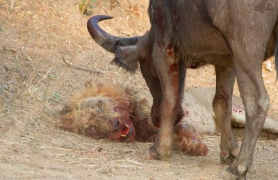 Búfalo contra león.jpg