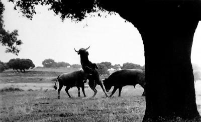 Ramón Masats Pelea entre toros.jpeg