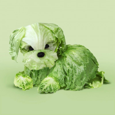 helga stentzel perro lechuga.jpg